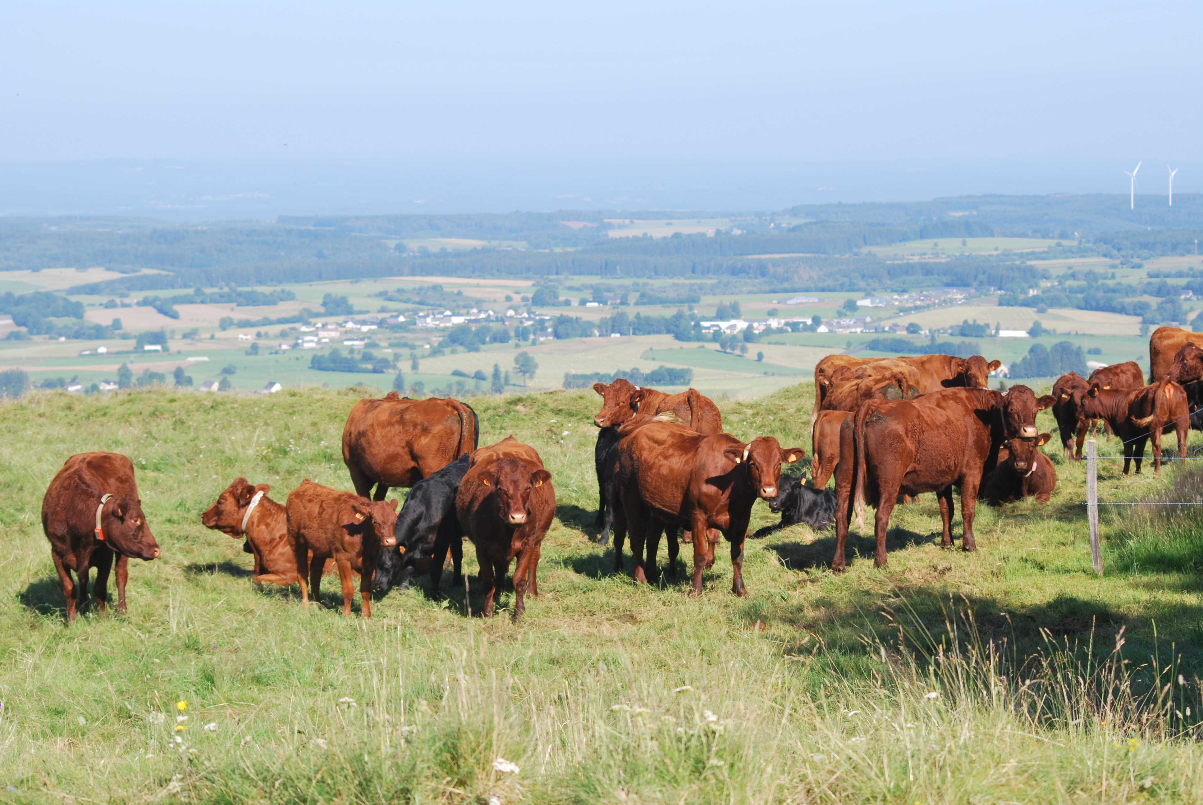 Le croisement Angus x Salers et l’engraissement à l'herbe : deux pratiques pour produire une viande bovine de qualité supérieure